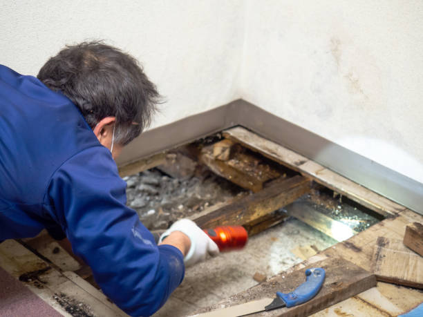 Best Black Mold Removal  in West Branch, MI