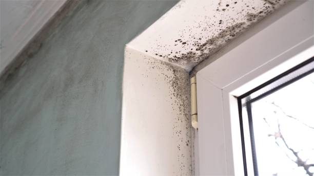 Best Mold Testing  in West Branch, MI
