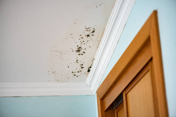 Home Mold Removal in West Branch, MI