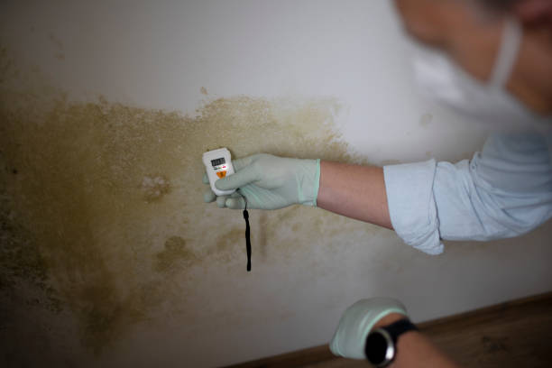 Best Attic Mold Removal  in West Branch, MI