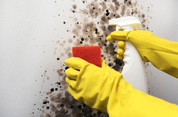 Crawl Space Mold Removal in West Branch, MI