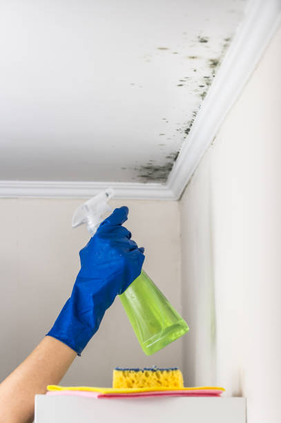 Office Mold Removal Services in West Branch, MI