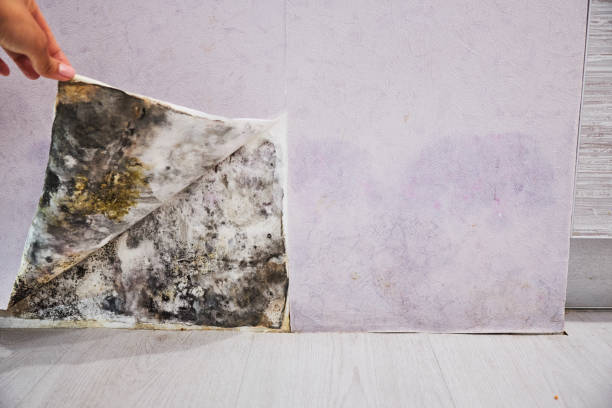 Best Emergency Mold Removal  in West Branch, MI